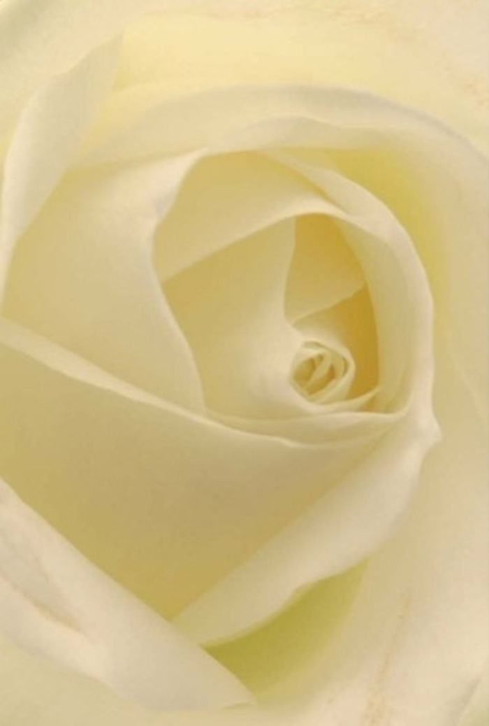A close, meditative look at this classic white rose reveals refined sophistication in every petal-shifting tones of cream and softest white, all glowing as though touched by the gentle daylight that filters through West Heath's treetops. The tightly layered centre unfolds in a spiral, hinting at purity and quiet strength, symbolic of both enduring love and new beginnings. Light dances through the petals, illuminating fine textures and subtle shading, each nuance thoughtfully arranged by West Heath Florist. This rose is fitting for life's most meaningful occasions, whether serving as an elegant centrepiece for a wedding near Well Hall Road, an expression of heartfelt apology, or a tribute in moments of remembrance. There's an unspoken fragrance-clean and serene-that lingers in the mind, underscoring the natural beauty of the bloom. In its near-perfect form and luminous composition, this rose stands as a testament to the artistry and gentle touch that mark every memorable arrangement in West Heath.